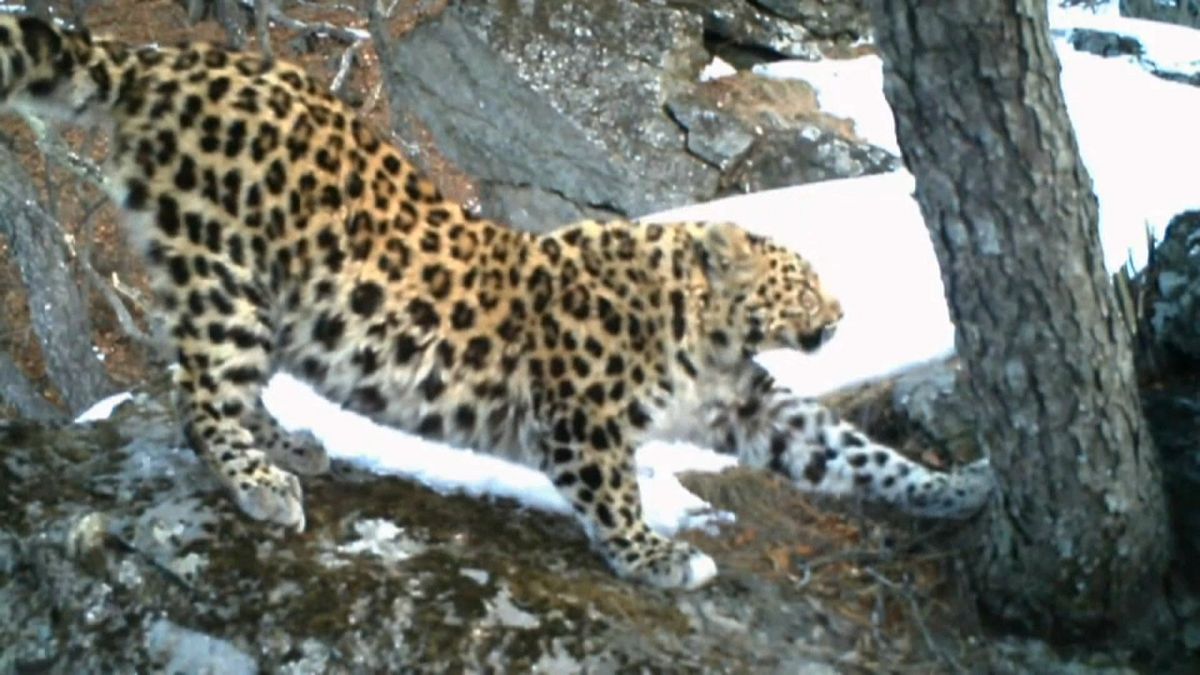 I leopardi dell'Amur tornano a riprodursi