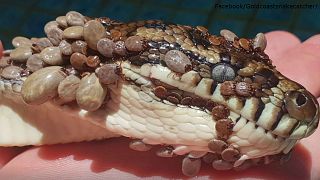 Watch: Python riddled with over 500 ticks found in Australian swimming pool