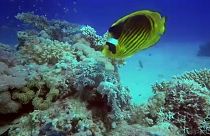 Temperatura dos oceanos aumenta