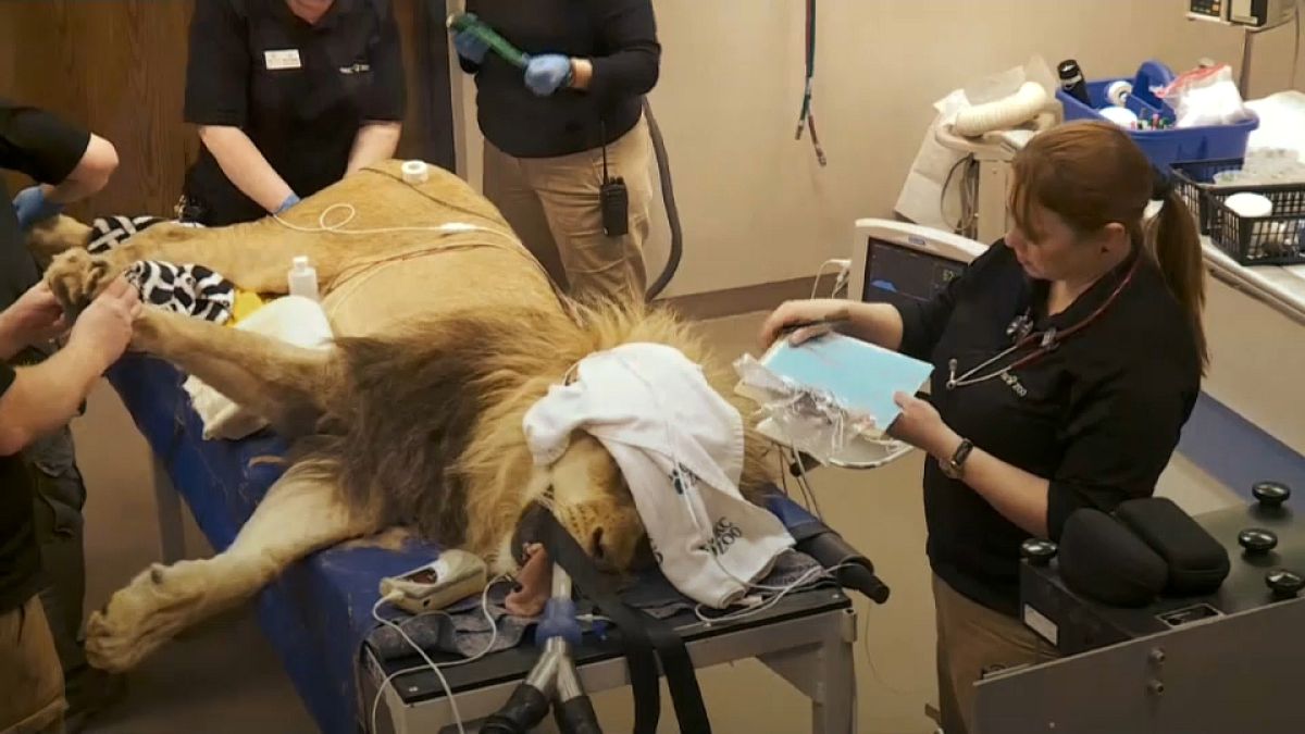 Lion gets full medical at Oklahoma Zoo