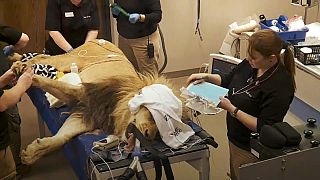 Lion gets full medical at Oklahoma Zoo