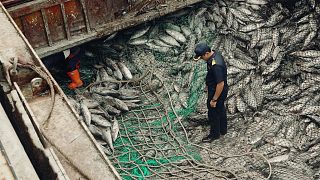 Il cartellino giallo che ha messo fuori gioco la pesca illegale in Thailandia