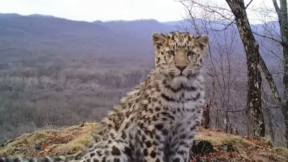 El leopardo del Amur, en peligro crítico de extinción, triplica su población en Rusia