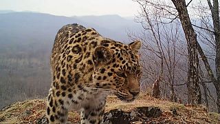 Russland: Population der bedrohten Amurleoparden erholt sich