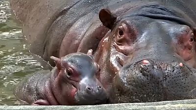Un zoo de La India presenta a su nuevo bebé hipopótamo