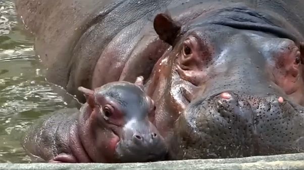 Inde : naissance d'un adorable bébé hippopotame au zoo de Vadodara Inde : naissance d'un adorable bébé hippopotame au zoo de Vadodara