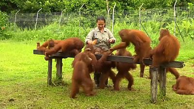 شاهد: في محمية بورنيو...البشر يعلمون صغار القردة طريقة العيش في الأدغال