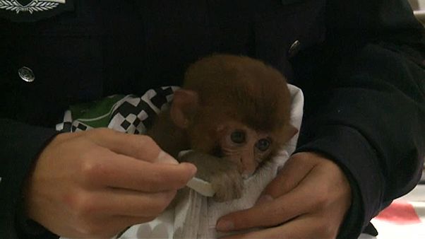 Védett makákókölyköt mentettek Kínában