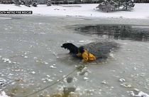شاهد: إنقاذ كلب من بركة متجمدة في كولورادو الأمريكية