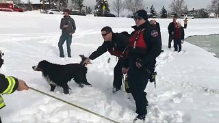 شاهد: نجاة كلب من الغرق في بركة جليدية في كولورادو