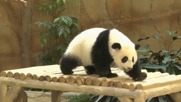 Bébé panda fête son premier anniversaire Bébé panda fête son premier anniversaire