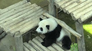 Panda feiert Geburtstag mit Eistorte