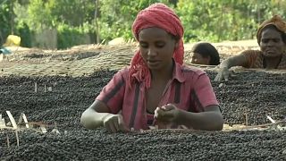 Café : les producteurs éthiopiens en crise