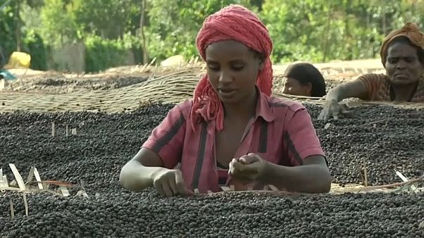 Café : les producteurs éthiopiens en crise Café : les producteurs éthiopiens en crise