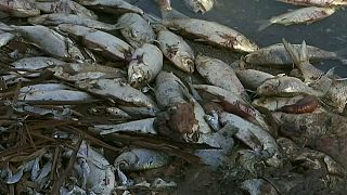 Video | Balık ölümlerine önlem için akarsu ve göllere oksijen pompalanacak