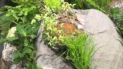 نمایش ساعت گیاهی «طبیعت مادر» در سوئیس