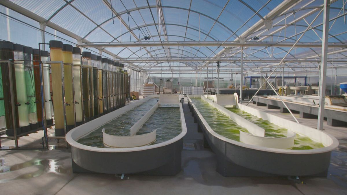 Could microalgae transform our food and cosmetics industries?