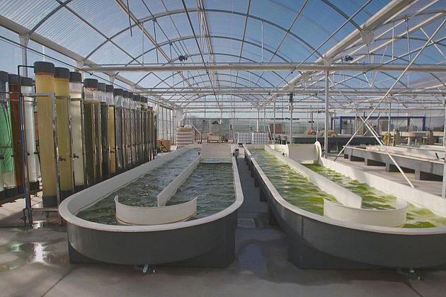 ریزجلبک‌ها، تحولی بزرگ در صنعت تولید مکمل‌های غذایی