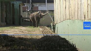 Rio zoo residents try to stay fresh during heatwave