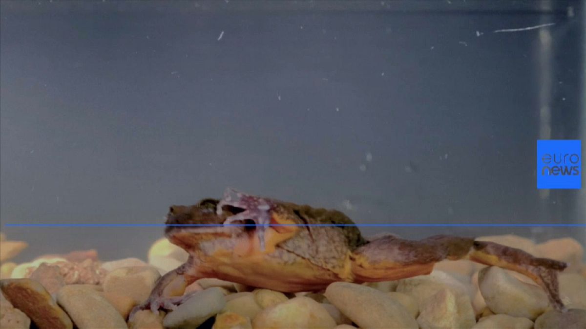Romeo the "loneliest" frog is no longer alone