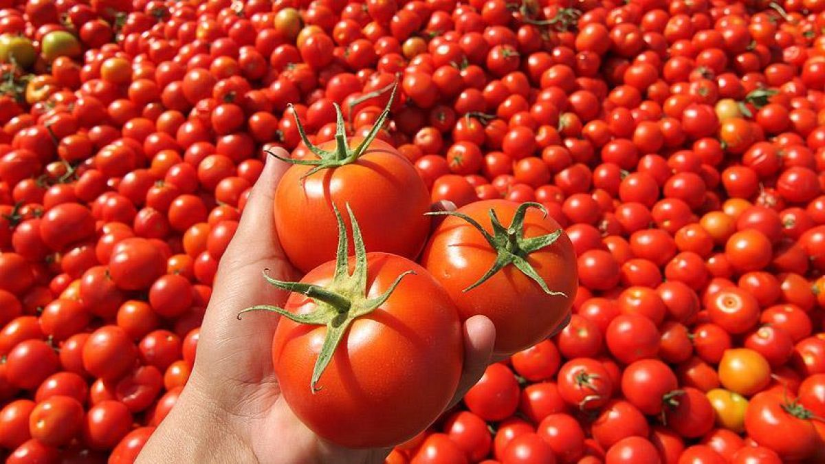 Soğandan sonra konserve domates, buğday, arpa, mısır ve pirinç ithaline sıfır gümrük