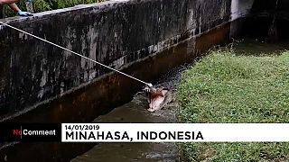شاهد: تمساح عملاق يهاجم سيدة إندونيسية ويقتلها