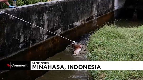 Une femme tuée par un crocodile en Indonésie Une femme tuée par un crocodile en Indonésie