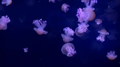 Светящиеся медузы в парижском океанариуме