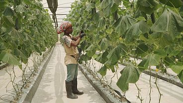 Angola to diversify market outside oil