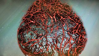 Bilim insanları ilk kez mükemmel kan damarları geliştirdi