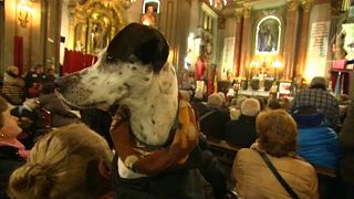 شاهد: حيوانات أليفة تحتفل بقدّيسها وتنال البركة في كنيسة بمدريد