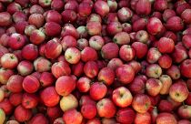 Óriási a túlkínálat Európában az almából