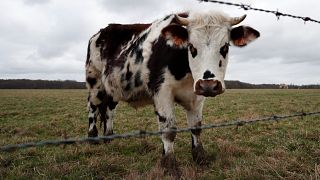 Hónapok óta szökésben van egy elszabadult rodeós tehén Alaszkában