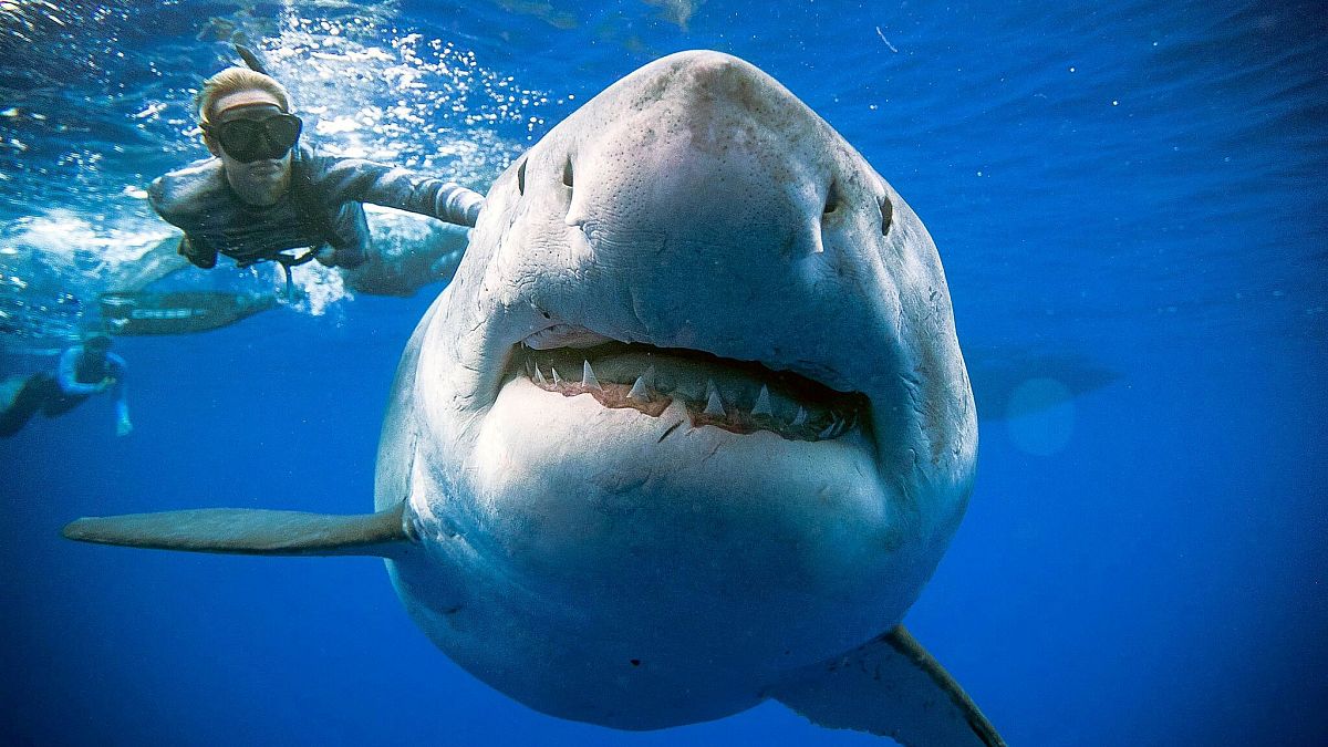 Селфи с гигантской белой акулой