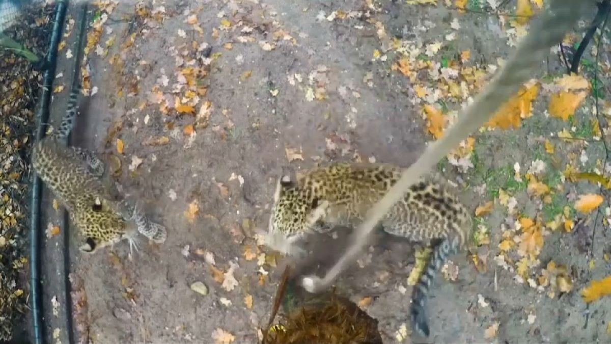 Leopard cubs excited by old rope in Dutch zoo