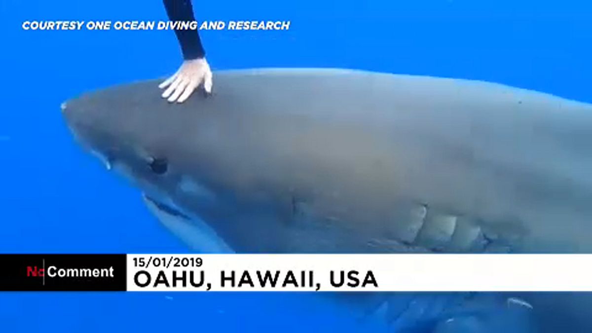 Filman a un gigantesco tiburón blanco en aguas de Hawái
