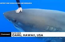 شاهد: فتاة وخطيبها يسبحان مع القرش الأبيض في هاواي