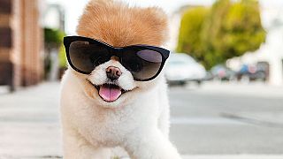 Dünyanın en sevimli köpeği Boo The Pomeranian'dan acı haber