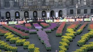 Nationaler Tulpentag in den Niederlanden