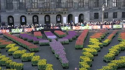 Kétszázezer virággal ünnepelték a tulipánok napját Hollandiában