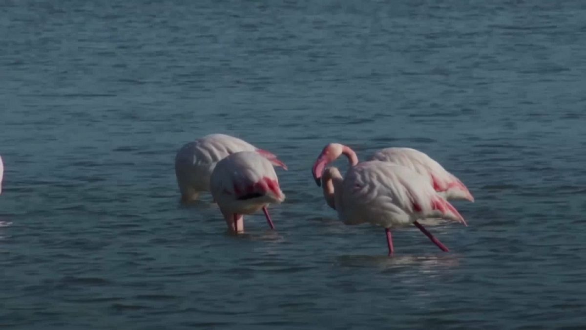 Greater Flamingos flock to Cyprus to feast on shrimp