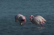 Greater Flamingos flock to Cyprus to feast on shrimp