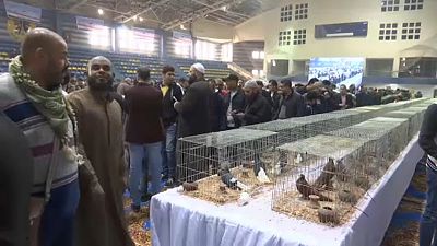 Pigeon keepers display exotic breeds at Egypt show