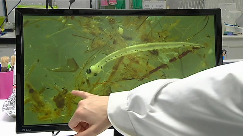 Hay más plástico que larvas de peces en el estuario del Duero, según un estudio portugués Hay más plástico que larvas de peces en el estuario del Duero, según un estudio portugués