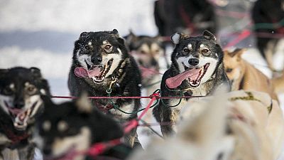 Video | Fransız Alpleri'nde köpek yarışları