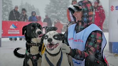 شاهد: 300 كلب يجرون زلاجات الثلج في سباق غراند أوديسي بجبال الألب