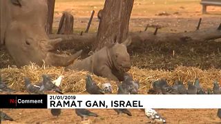 A newborn female rhinoceros joins Israel's Safari Zoo