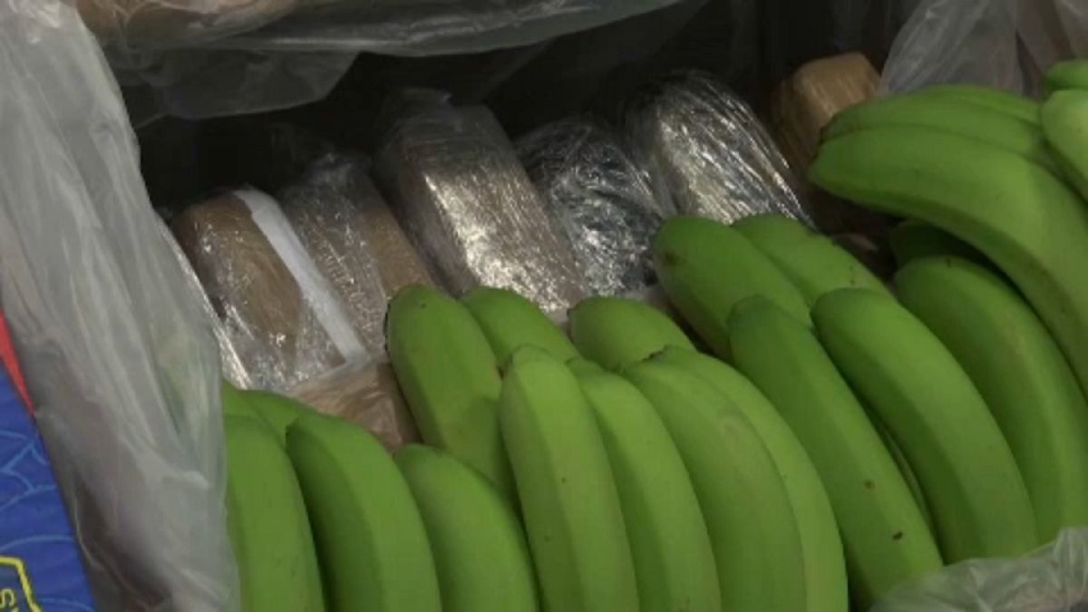 Banános dobozokba rejtették a rengeteg drogot 