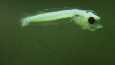 There are now more microplastic particles than fish larvae in Portugal's Douro estuary