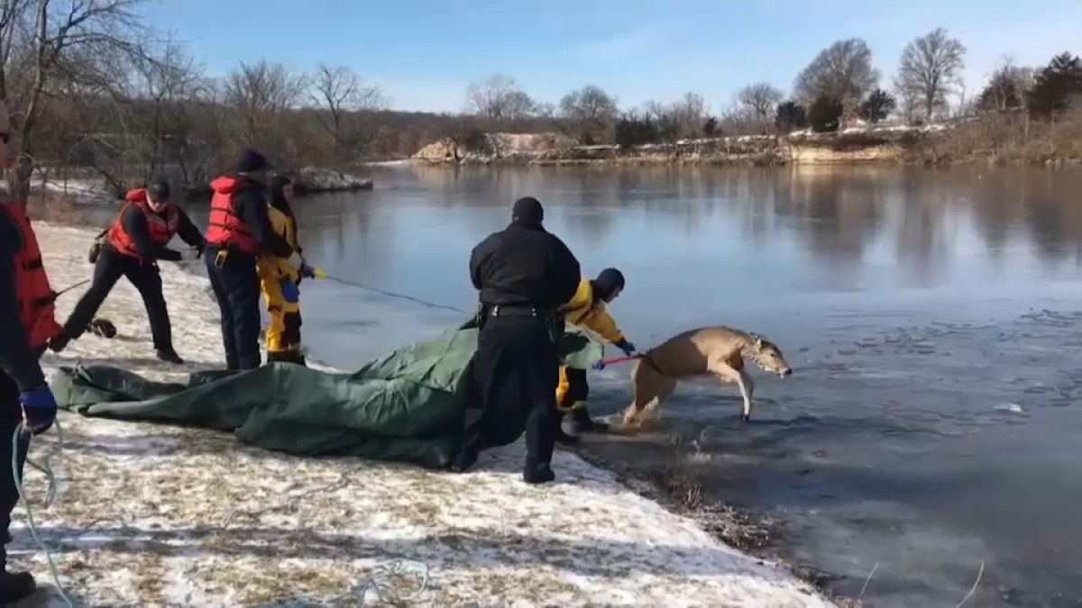 شاهد: إنقاذ غزال علق في بحيرة متجمدة في ولاية كنساس الأمريكية